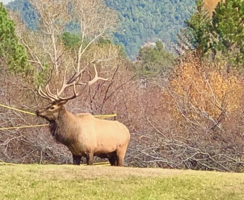 Color Inspiration - Estes Park Elk