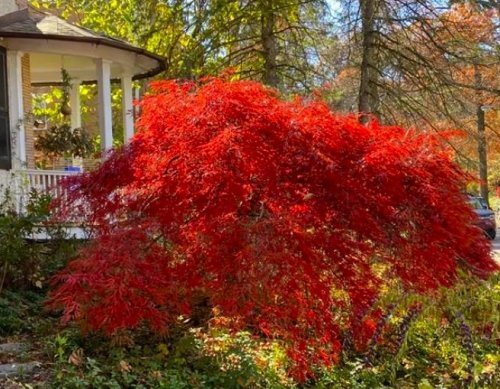 Color Inspiration - Ruby Blooms