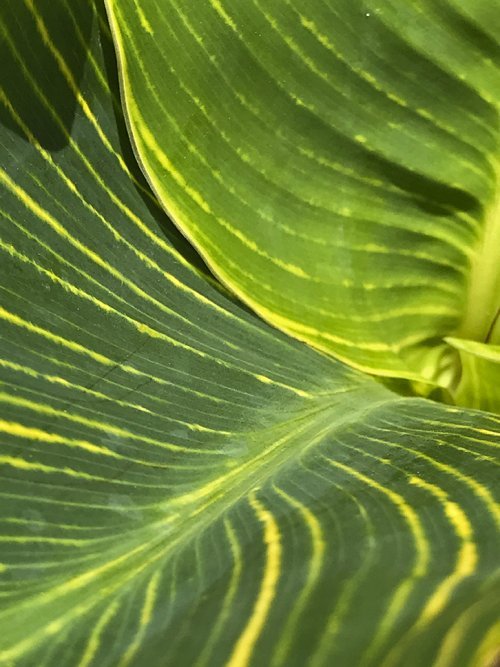 Color Inspiration - Canna Leaves