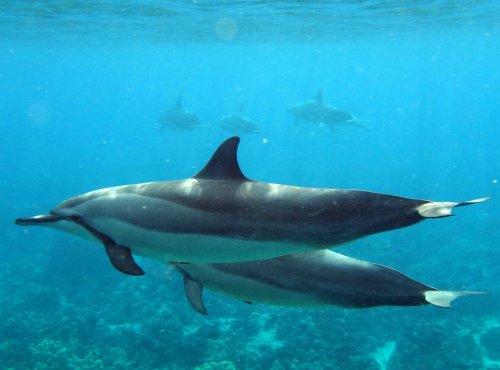 Kristal Wick's Color Inspiration - Dolphin Dreams - , Wire Jewelry Design, Design, color inspiration dolphin dreams