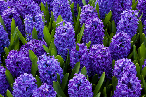 Kristal Wick's Color Inspiration - Happy Hyacinth - , Wire Jewelry Design, Design, color inspiration happy hyacinth