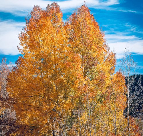 Kristal Wick's Color Inspiration - Colorado Aspens - , Wire Jewelry Design, Design, color inspiration colorado aspens