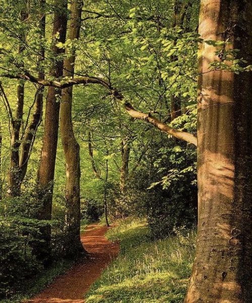 Kristal Wick's Color Inspiration - Morning Walk in the Woods - , Wire Jewelry Design, Design, color inspiration morning walk in the woods