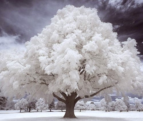Kristal Wick's Color Inspiration - Wispy Winter Tree - , Wire Jewelry Design, Design, Color Inspiration - Wispy Winter Tree