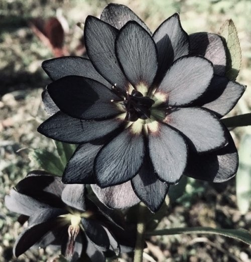 Kristal Wick's Color Inspiration - Black Hellebore - , Wire Jewelry Design, Design, color inspiration black hellebore