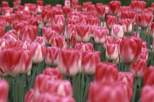 Nancy Chase's Color Inspiration - Tulip Hearts - , Enameling, Enamel Jewelry Supplies, Design, tulip hearts