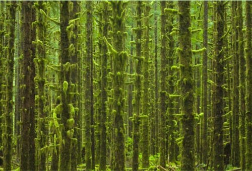 Kristal Wick's Color Inspiration - Rainforest - , Wire Jewelry Design, Design, rain forest