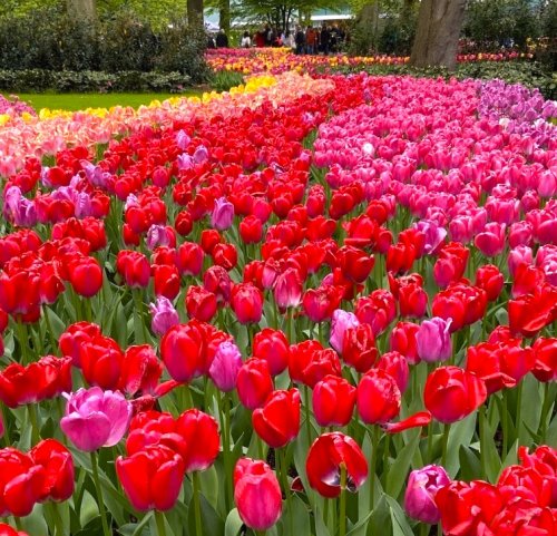 Kristal Wick's Color Inspiration - Blazing Tulips - , Wire Jewelry Design, Design, color inspiration blazing tulips