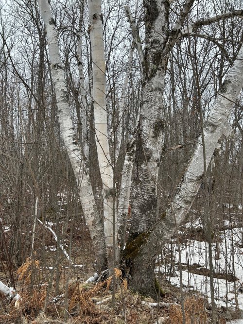 Birch Bark Texture